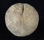Clypeus ploti (LESKE 1778) - Bild © FossNet FossilienStore